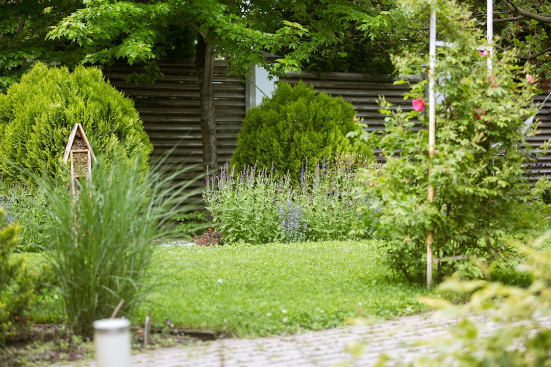 A UK garden lawn with shrubs and layered planting